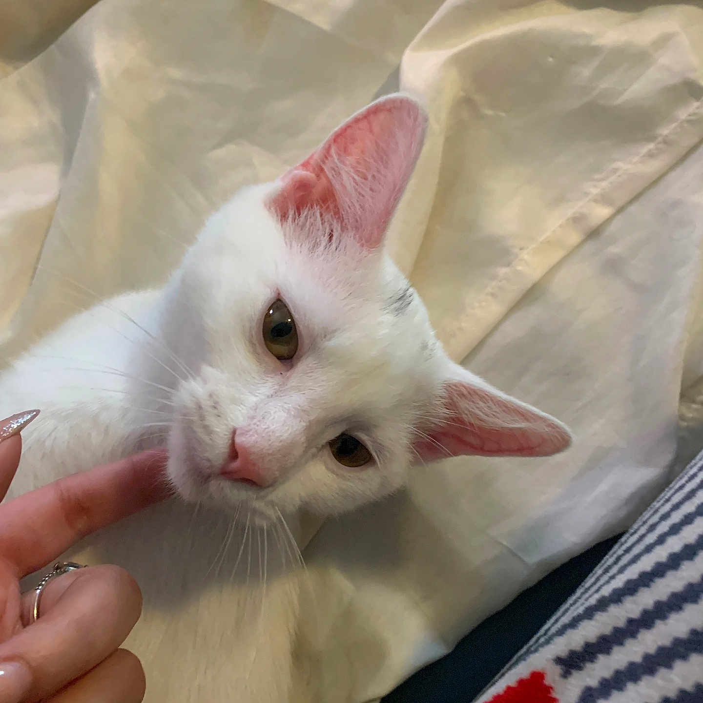 Bibi joined the competition — help win amazing prizes! animal, blanket, cat, close_up, cozy, cute, domestic_cat, ears, fabric, finger, fur, human_hand, indoor, pet, pink_nose, relaxed, resting, soft_lighting, whiskers, white_cat