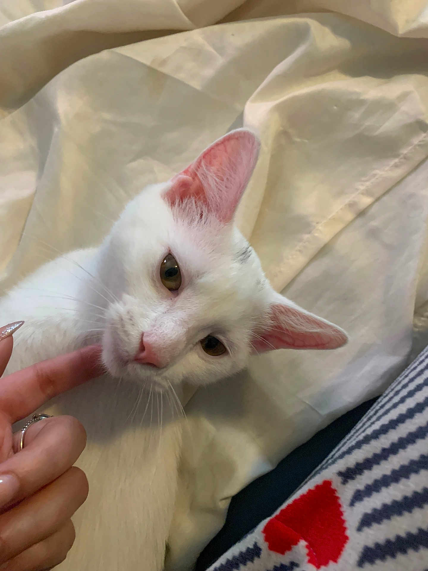Bibi joined the competition — help win amazing prizes! cat, white_cat, pet, animal, cute, ears, pink_nose, whiskers, human_hand, finger, fabric, blanket, close_up, indoor, soft_lighting, cozy, resting, relaxed, fur, domestic_cat