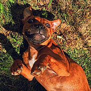 Arès a rejoint le concours — aidez-le/la à gagner de superbes lots ! dog, playful, grass, outdoor, sunlight, cute, pet, animal, brown, lying, happy, nature, ears, tongue, expression, summer, paw, funny_face, canine, closeup