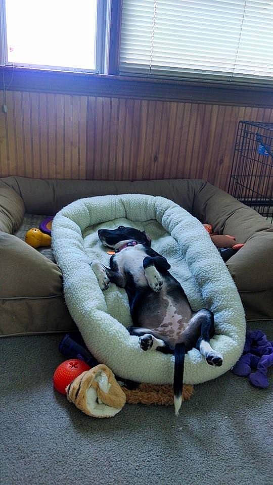 Arizona is registered to the contest to win money with this photo: canidae, carnivore, cat_bed, comfort, companion_dog, couch, dog, dog_bed, dog_breed, dog_supply, fawn, felidae, fur, living_room, pet_supply, sporting_group, tail, terrestrial_animal, window, window_blind