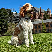 River is registered to the contest to win money with this photo: animal, architecture, blue_sky, brick_building, brown_and_white, campus, collar, curly_fur, dog, fluffy, grass, lawn, outdoor, pet, portrait, puppy, sitting, sunny, tag, tongue