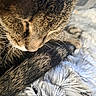 Princess is registered to the contest to win money with this photo: cat, tabby_cat, close_up, sleeping, fur, whiskers, blanket, soft_texture, cozy, resting, pet, animal, domestic_cat, feline, peaceful, relaxed, warm, indoor, cute, snuggling