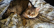 Princess is registered to the contest to win money with this photo: cat, tabby, pet, animal, cozy, blanket, fur, resting, cute, indoor, relaxed, soft, texture, comfort, laying, mammal, whiskers, ears, eyes, feline