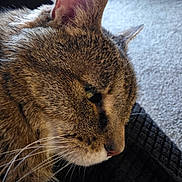 Princess joined the competition — help win amazing prizes! animal, blanket, brown_fur, cat, close_up, cozy, ears, face, feline, indoors, nose, pet, photography, portrait, relaxed, short_hair, sleepy, striped_fur, tabby, whiskers
