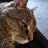 animal, blanket, brown_fur, cat, close_up, cozy, ears, face, feline, indoors, nose, pet, photography, portrait, relaxed, short_hair, sleepy, striped_fur, tabby, whiskers
