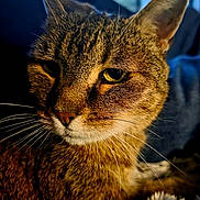 Princess joined the competition — help win amazing prizes! cat, tabby_cat, feline, close_up, portrait, fur, whiskers, eyes, ears, nose, golden_brown, striped, pet, animal, indoors, blue_background, dramatic_lighting, sleepy, serious_expression, photography