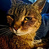 cat, tabby_cat, feline, close_up, portrait, fur, whiskers, eyes, ears, nose, golden_brown, striped, pet, animal, indoors, blue_background, dramatic_lighting, sleepy, serious_expression, photography