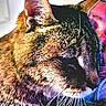 Princess joined the competition — help win amazing prizes! cat, tabby, feline, sleeping, close_up, whiskers, ears, fur, muzzle, portrait, pet, animal, indoor, blanket, colorful, purple_lighting, golden_lighting, relaxed, cozy, photograph