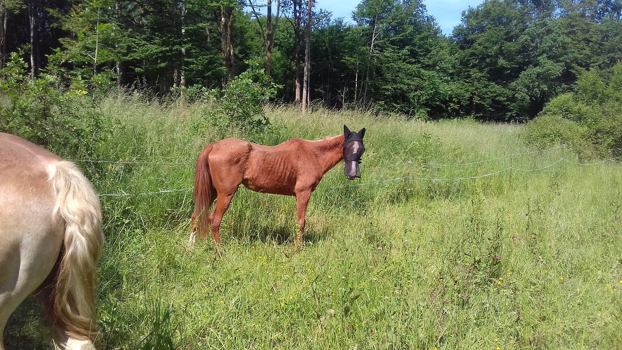 Djerda a rejoint le concours — aidez-le/la à gagner de superbes lots ! colt, ecoregion, foal, grass, grassland, grazing, horse, mammal, mane, mare, meadow, mustang_horse, pasture, ranch, rural_area, sorrel, stallion, terrestrial_animal, vertebrate, wildlife