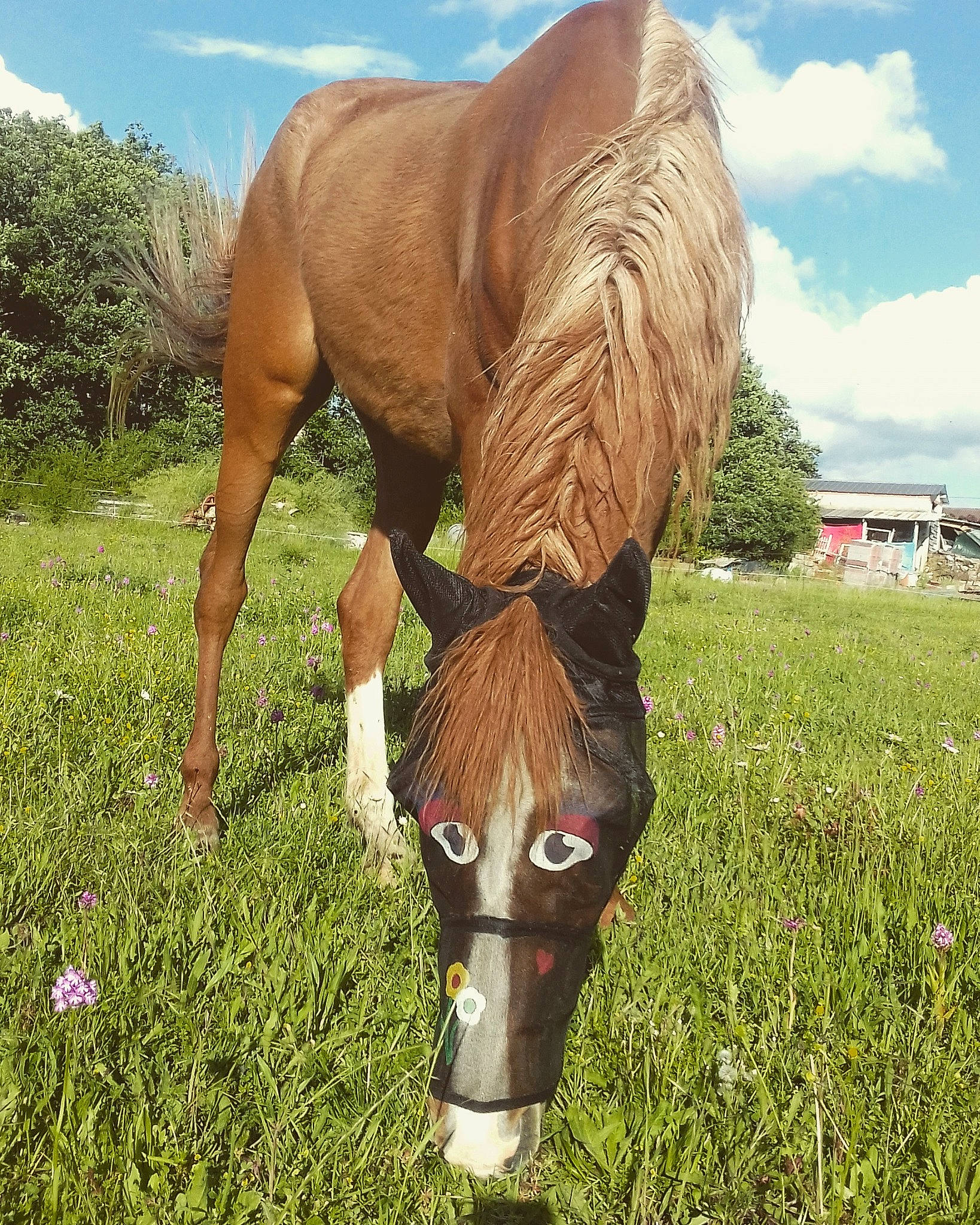 Djerda a rejoint le concours — aidez-le/la à gagner de superbes lots ! colt, foal, grass, grassland, grazing, horse, liver, livestock, mammal, mane, mare, meadow, mustang_horse, pasture, plant, pony, snout, sorrel, stallion, vertebrate