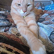 Casey is registered to the contest to win money with this photo: cat, orange_cat, feline, pet, whiskers, ears, eyes, nose, paws, paw, fur, tabby, collar, indoors, couch, blanket, relaxed, lying_down, portrait, home