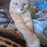 cat, orange_cat, feline, pet, whiskers, ears, eyes, nose, paws, paw, fur, tabby, collar, indoors, couch, blanket, relaxed, lying_down, portrait, home