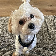Devin joined the competition — help win amazing prizes! dog, white_dog, fluffy, curious, pet, indoor, carpet, floor, tail, looking_up, cute, small_dog, fur, animal, canine, collar, domestic, companion, friendly, adorable