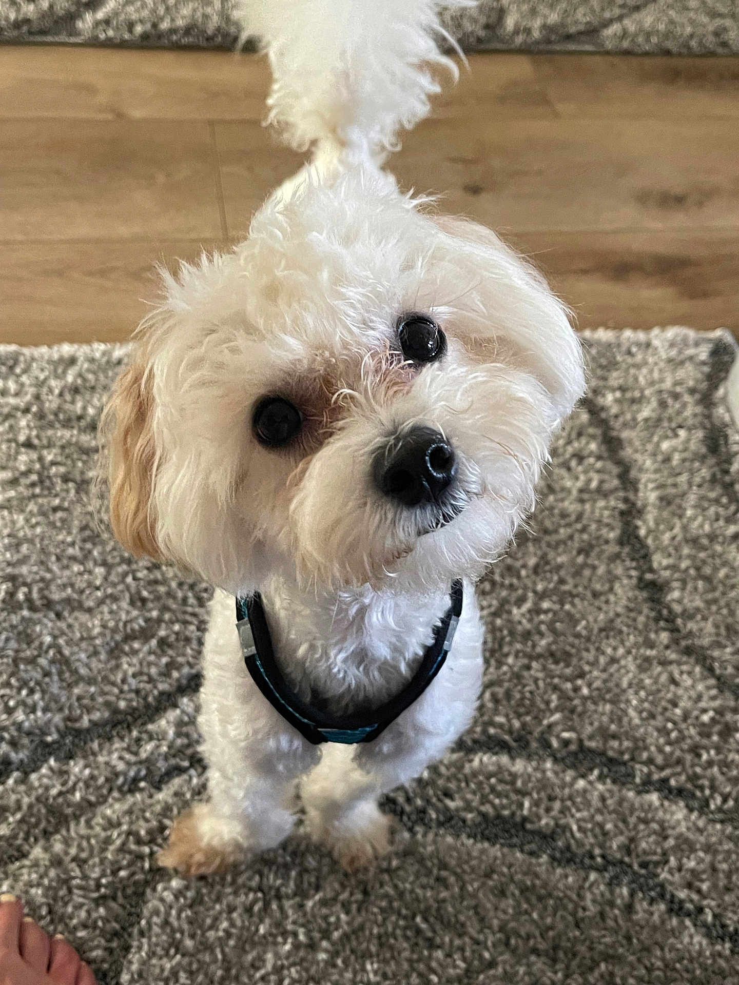 Devin joined the competition — help win amazing prizes! dog, white_dog, fluffy, curious, pet, indoor, carpet, floor, tail, looking_up, cute, small_dog, fur, animal, canine, collar, domestic, companion, friendly, adorable