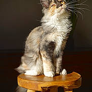 Aimie participe au concours pour gagner de l'argent avec cette photo : cat, fluffy, whiskers, wooden_stool, sitting, indoor, pet, feline, curious, long_ears, tufted_ears, orange_eyes, soft_fur, sunlight, shadow, portrait, closeup, domestic_cat, animal, furry