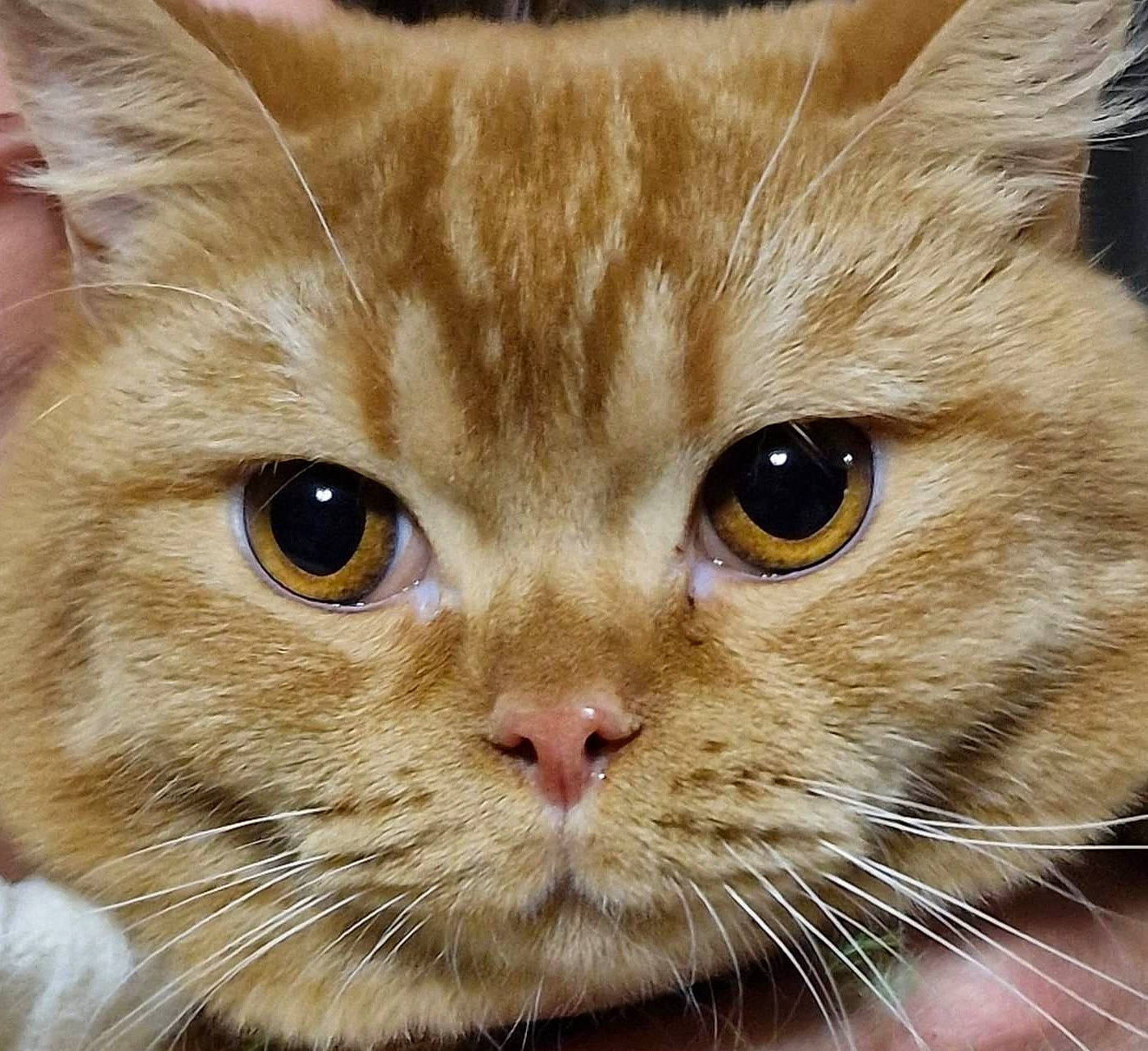 Thor a rejoint le concours — aidez-le/la à gagner de superbes lots ! carnivore, cat, close_up, curious, domestic_short_haired_cat, event, fawn, felidae, fur, pet_supply, photography, small_to_medium_sized_cats, snout, terrestrial_animal, whiskers