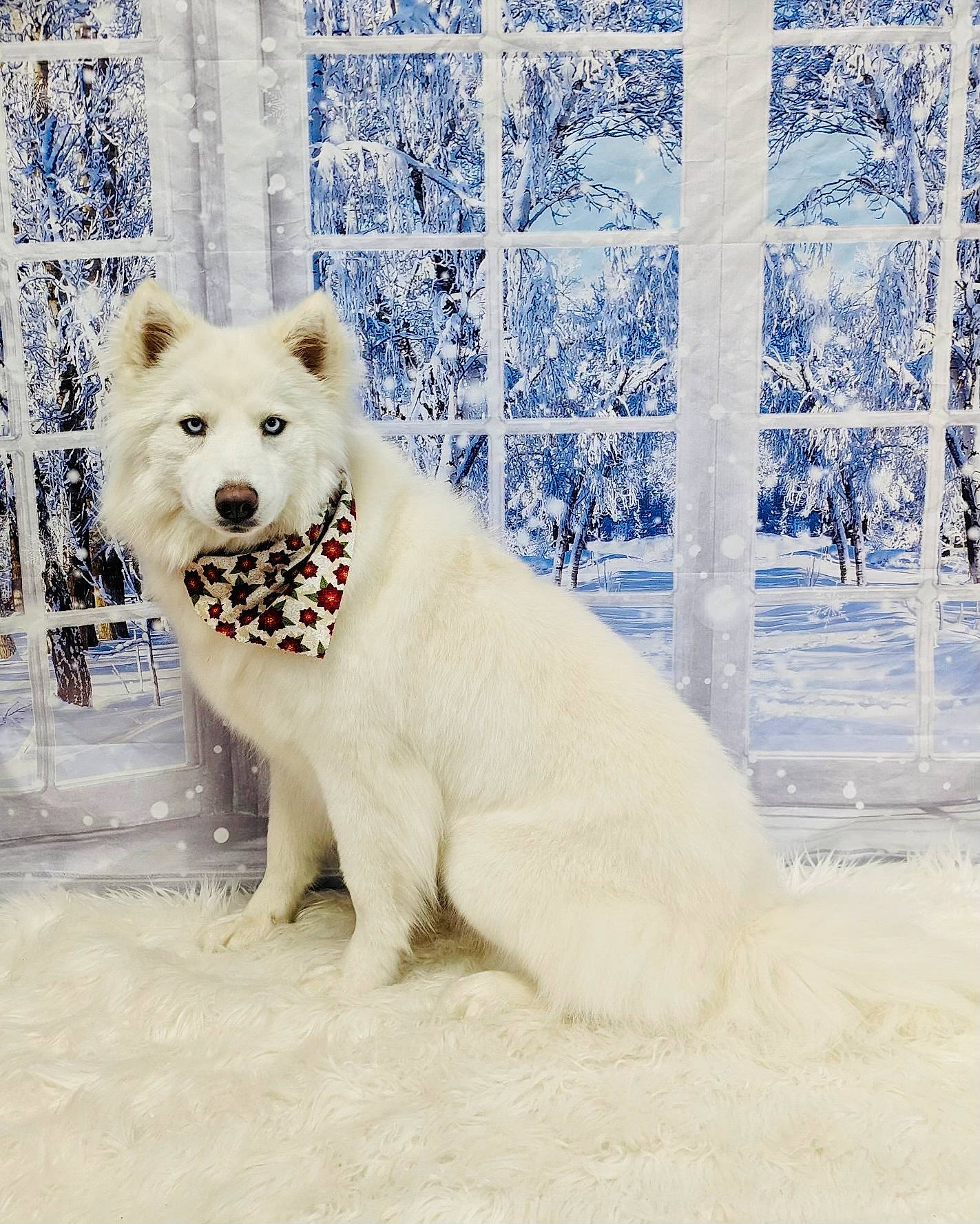 Ayla joined the competition — help win amazing prizes! arctic_fox, bear, canidae, carnivore, dog, dog_breed, drink, freezing, fur, ice_cap, non_sporting_group, polar_bear, polar_ice_cap, snout, snow, terrestrial_animal, tree, wildlife, winter, working_animal