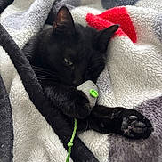 Molly participe au concours pour gagner de l'argent avec cette photo : black_cat, cat, toy_mouse, blanket, cozy, paw, whiskers, feline, sleepy, pet, indoor, closeup, soft_texture, relaxing, cuddle, fur, animal, cute, resting, home