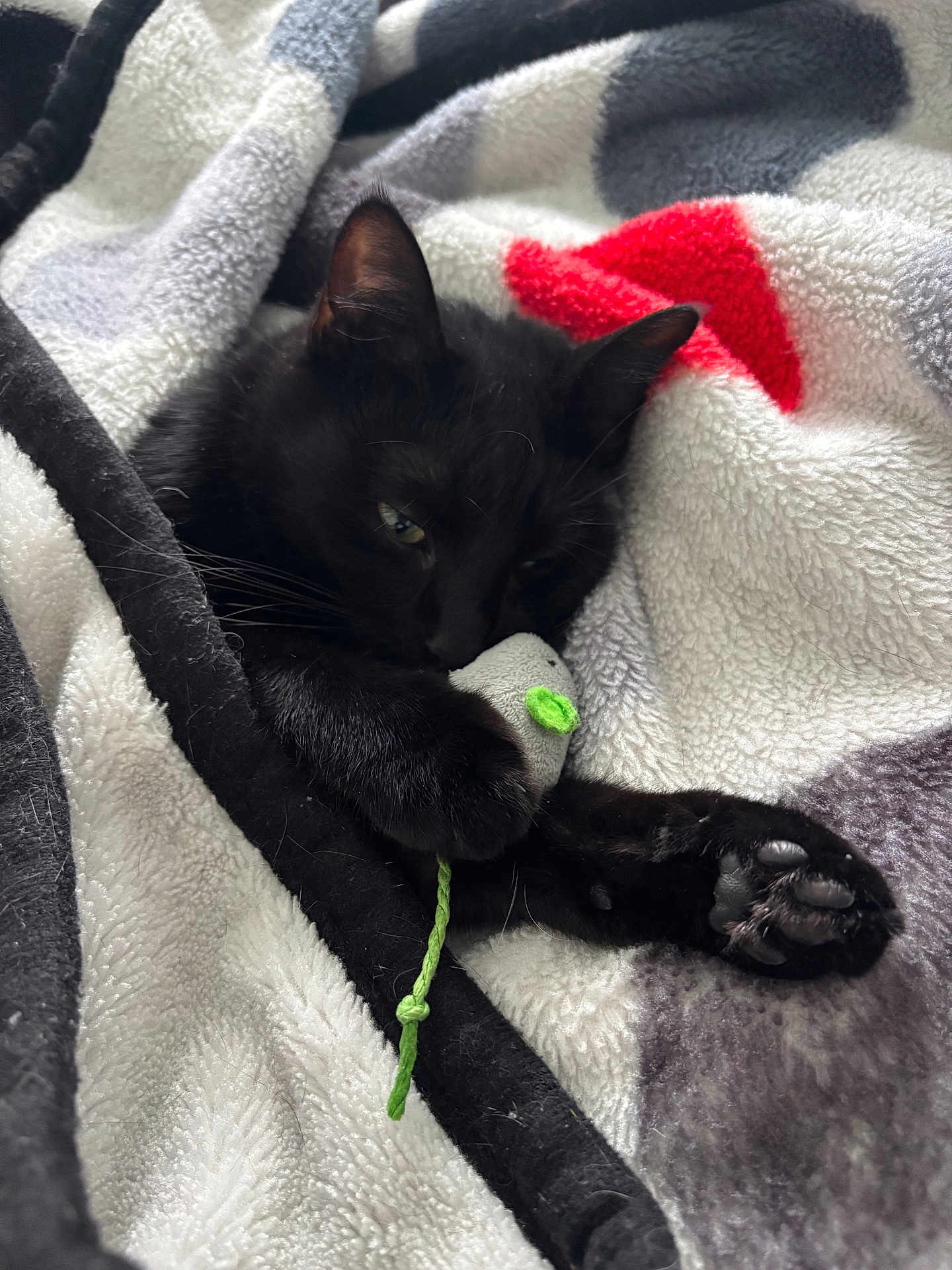 Molly participe au concours pour gagner de l'argent avec cette photo : black_cat, cat, toy_mouse, blanket, cozy, paw, whiskers, feline, sleepy, pet, indoor, closeup, soft_texture, relaxing, cuddle, fur, animal, cute, resting, home