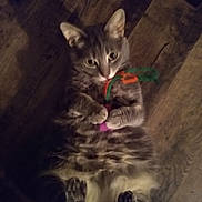 Chihiro is registered to the contest to win money with this photo: cat, tabby, pet, toy, floor, wooden_floor, indoor, feline, lying_down, paws, curious, playing, fur, whiskers, ears, animal, cute, domestic, relaxed, claws