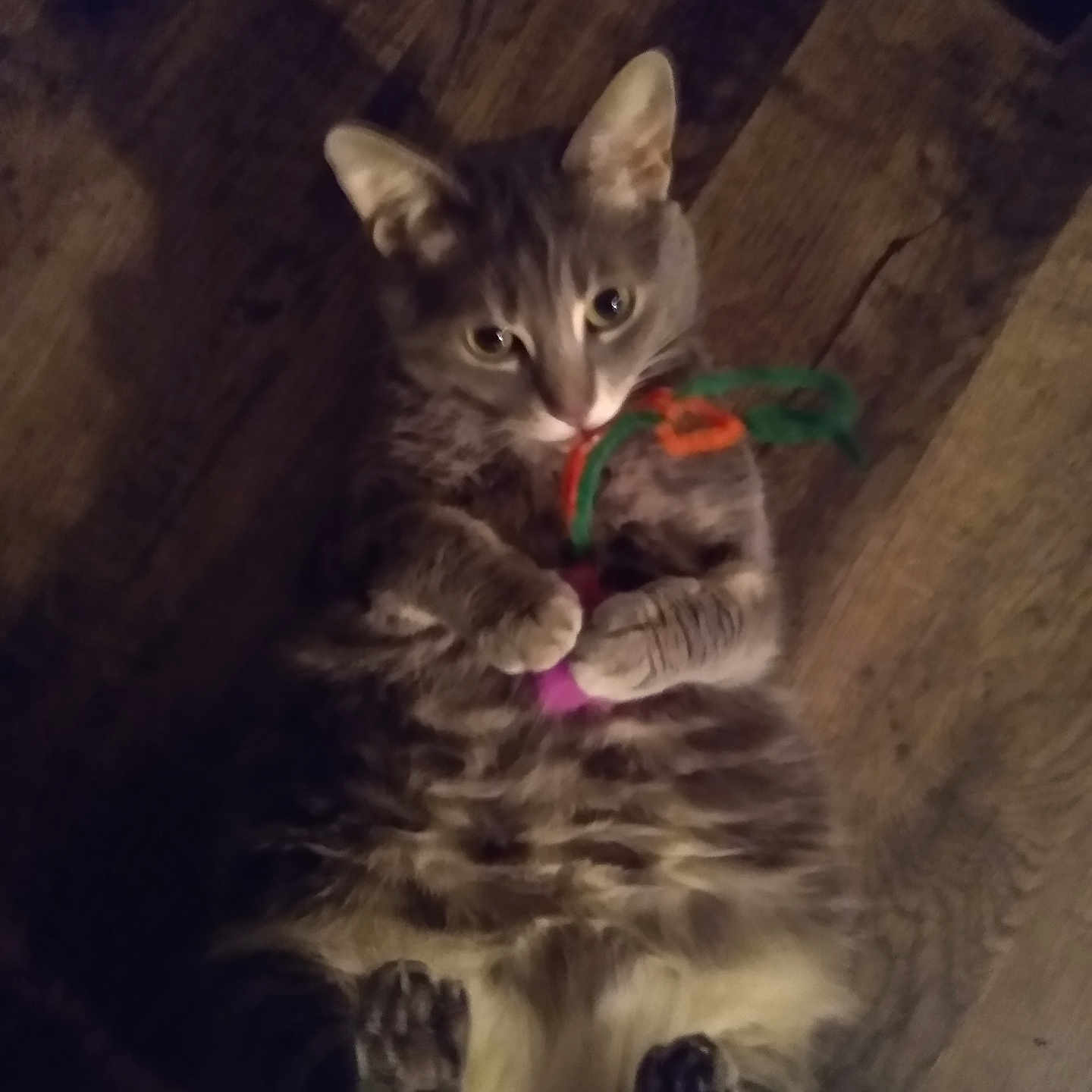 Chihiro is registered to the contest to win money with this photo: animal, cat, claws, curious, cute, domestic, ears, feline, floor, fur, indoor, lying_down, paws, pet, playing, relaxed, tabby, toy, whiskers, wooden_floor