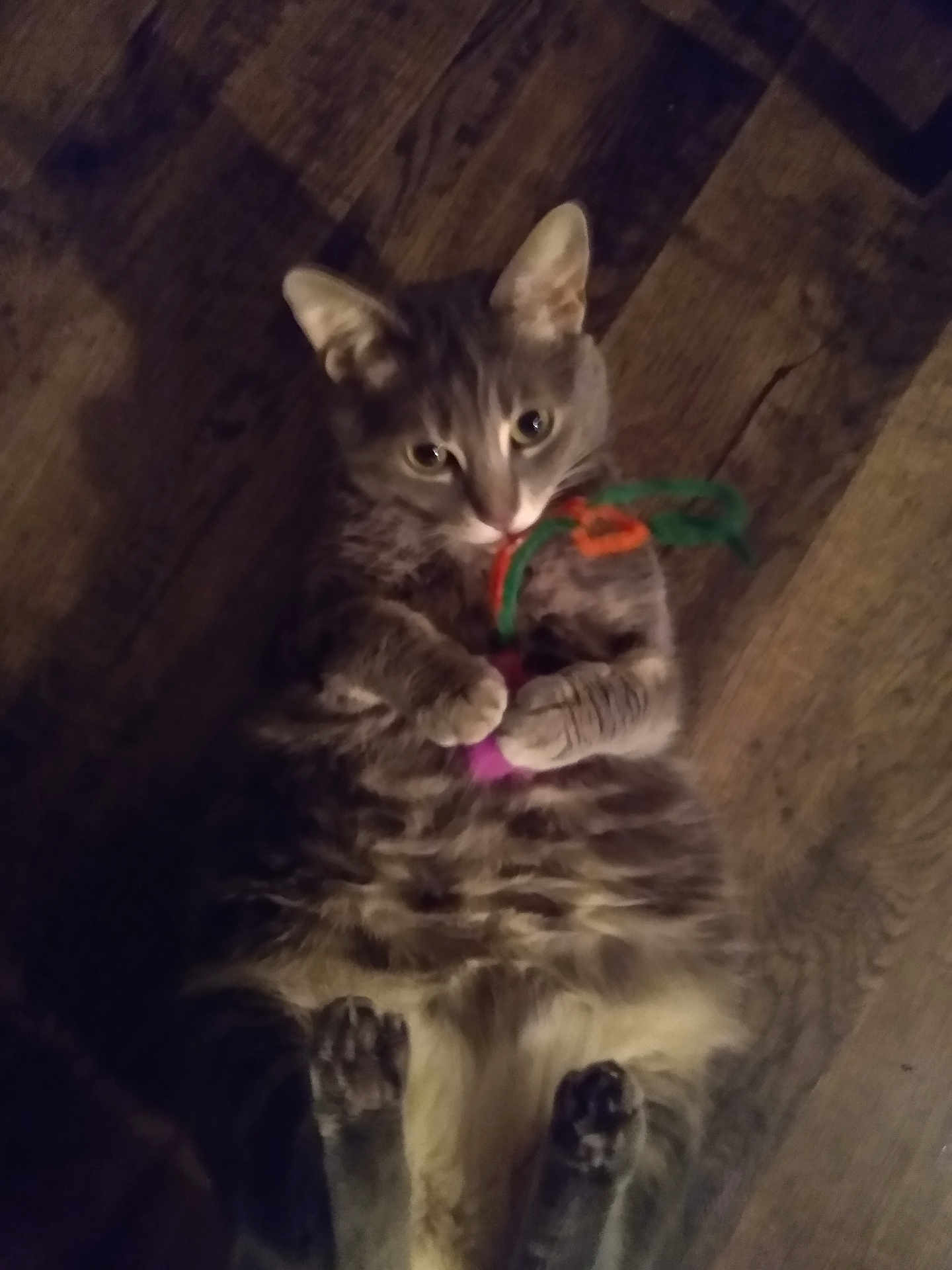 Chihiro is registered to the contest to win money with this photo: cat, tabby, pet, toy, floor, wooden_floor, indoor, feline, lying_down, paws, curious, playing, fur, whiskers, ears, animal, cute, domestic, relaxed, claws