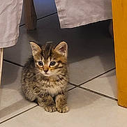 éclipse participe au concours pour gagner de l'argent avec cette photo : animal, cat, curious, cute, domestic, ears, feline, floor, fur, home, indoor, kitten, paws, pet, shadow, small, tabby, tile, whiskers, young