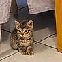 animal, cat, curious, cute, domestic, ears, feline, floor, fur, home, indoor, kitten, paws, pet, shadow, small, tabby, tile, whiskers, young
