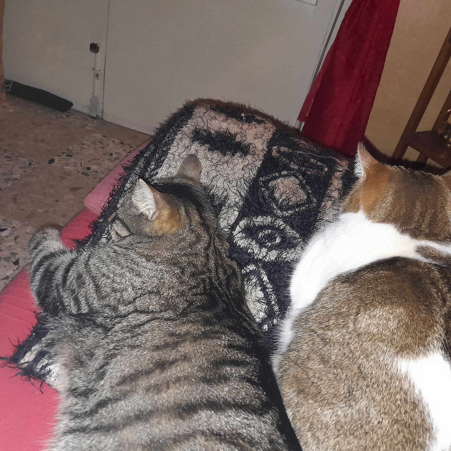 Fripouille Et Perle participe au concours pour gagner de l'argent avec cette photo : abyssinian, animal, architecture, blanket, building, cat, chair, couch, cushion, furniture, homedecor, indoors, interiordesign, kitten, livingroom, manx, person, pet, room, sleeping