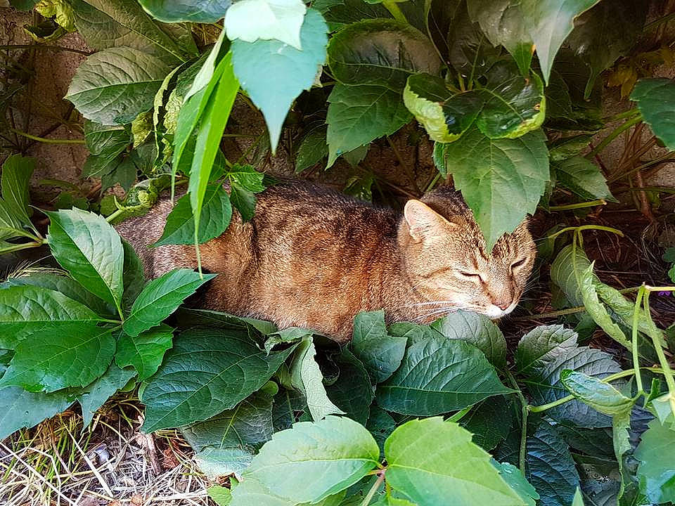 Choupette participe au concours pour gagner de l'argent avec cette photo : annual_plant, cat, european_shorthair, fawn, felidae, flower, groundcover, ivy, leaf, plant, small_to_medium_sized_cats, tabby_cat