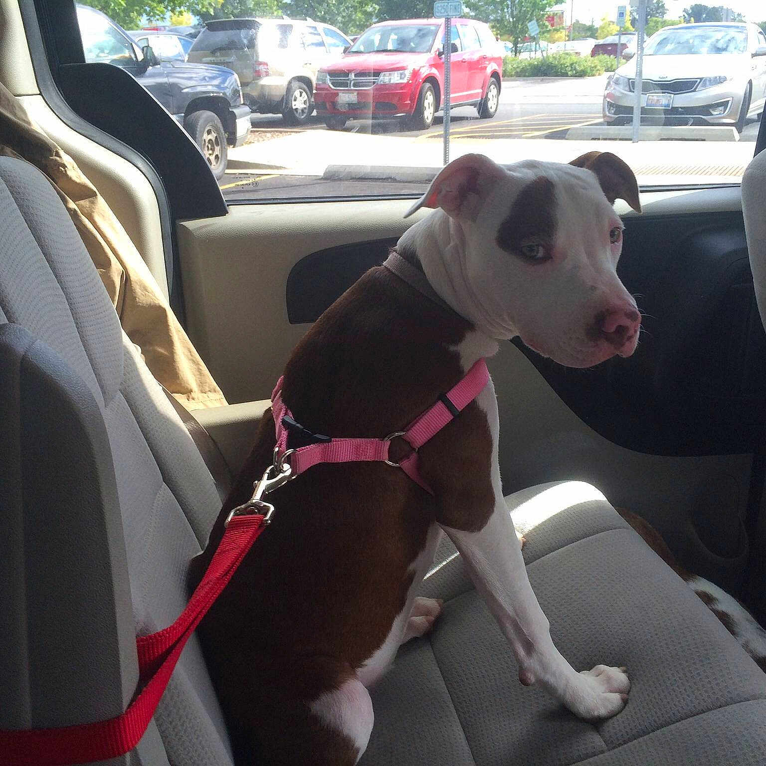 Lulu is registered to the contest to win money with this photo: