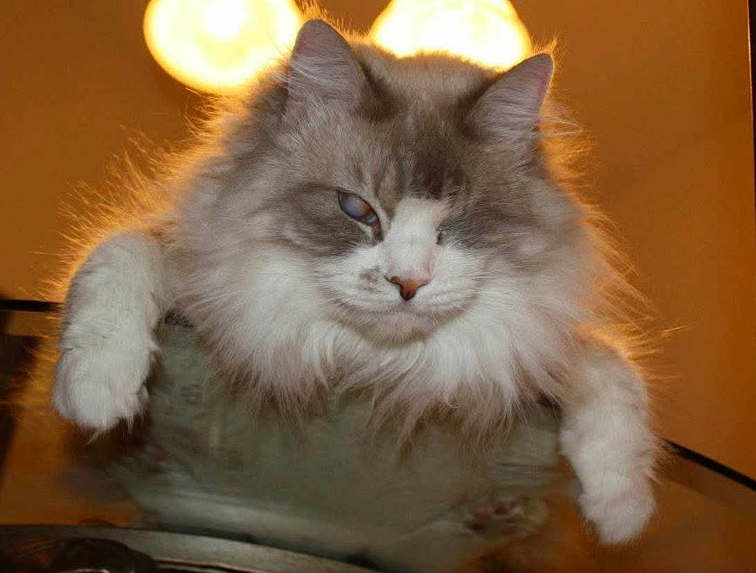 Misty joined the competition — help win amazing prizes! cat, fluffy, long_hair, white, gray, paw, glass_surface, indoor, pet, feline, relaxed, close_up, portrait, animal, mammal, whiskers, ears, lighting, orange_background, domestic_cat