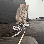Aston a rejoint le concours — aidez-le/la à gagner de superbes lots ! kitten, cat, tabby, black_couch, toy, ribbon, stick, indoor, pet, playful, animal, feline, curious, paw, bite, fur, whiskers, ears, soft_light, blank_wall