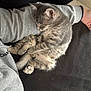 Aston a rejoint le concours — aidez-le/la à gagner de superbes lots ! kitten, cat, sleeping, gray_tabby, pet, animal, fur, cozy, resting, cuddling, person, arm, bracelet, casual_clothing, indoor, soft, cute, relaxed, nap, feline