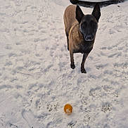 Raya a rejoint le concours — aidez-le/la à gagner de superbes lots ! alert, animal, black, brown, canine, cold, daylight, dog, focused, fur, ground, nature, outdoor, paw_prints, pet, playful, snow, standing, toy, winter