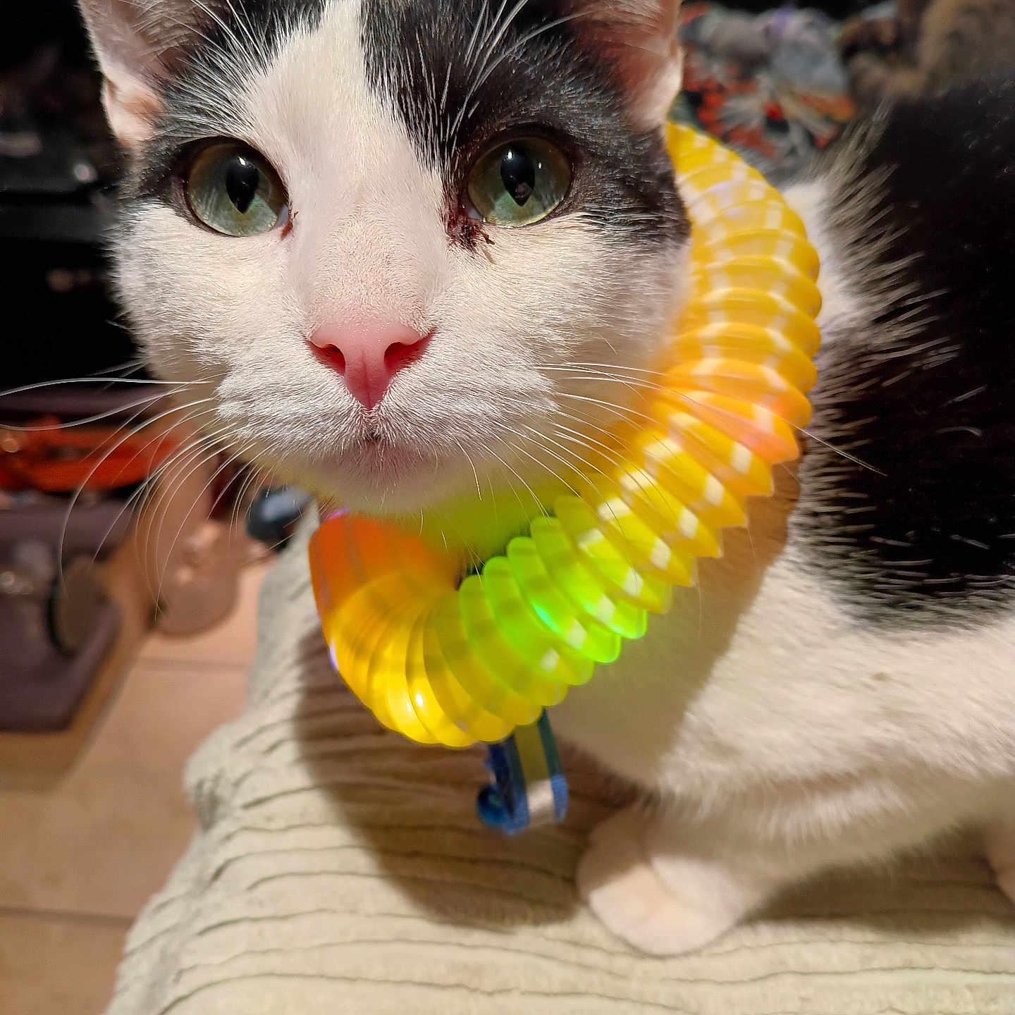 Shots is registered to the contest to win money with this photo: cat, black_and_white, green_eyes, close_up, pet, indoor, collar, glowing, colorful, whiskers, fur, curious, face, portrait, animal, domestic, cute, soft_texture, resting, looking