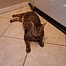 cat, tabby, indoor, floor, tile, door, pet, animal, feline, resting, looking, curious, home, domestic, striped, whiskers, ears, tail, paws, relaxed