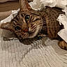 cat, tabby, green_eyes, whiskers, ear, fur, collar, bell, paper, torn_paper, blanket, texture, indoor, pet, resting, curious, close_up, animal, mammal, cute