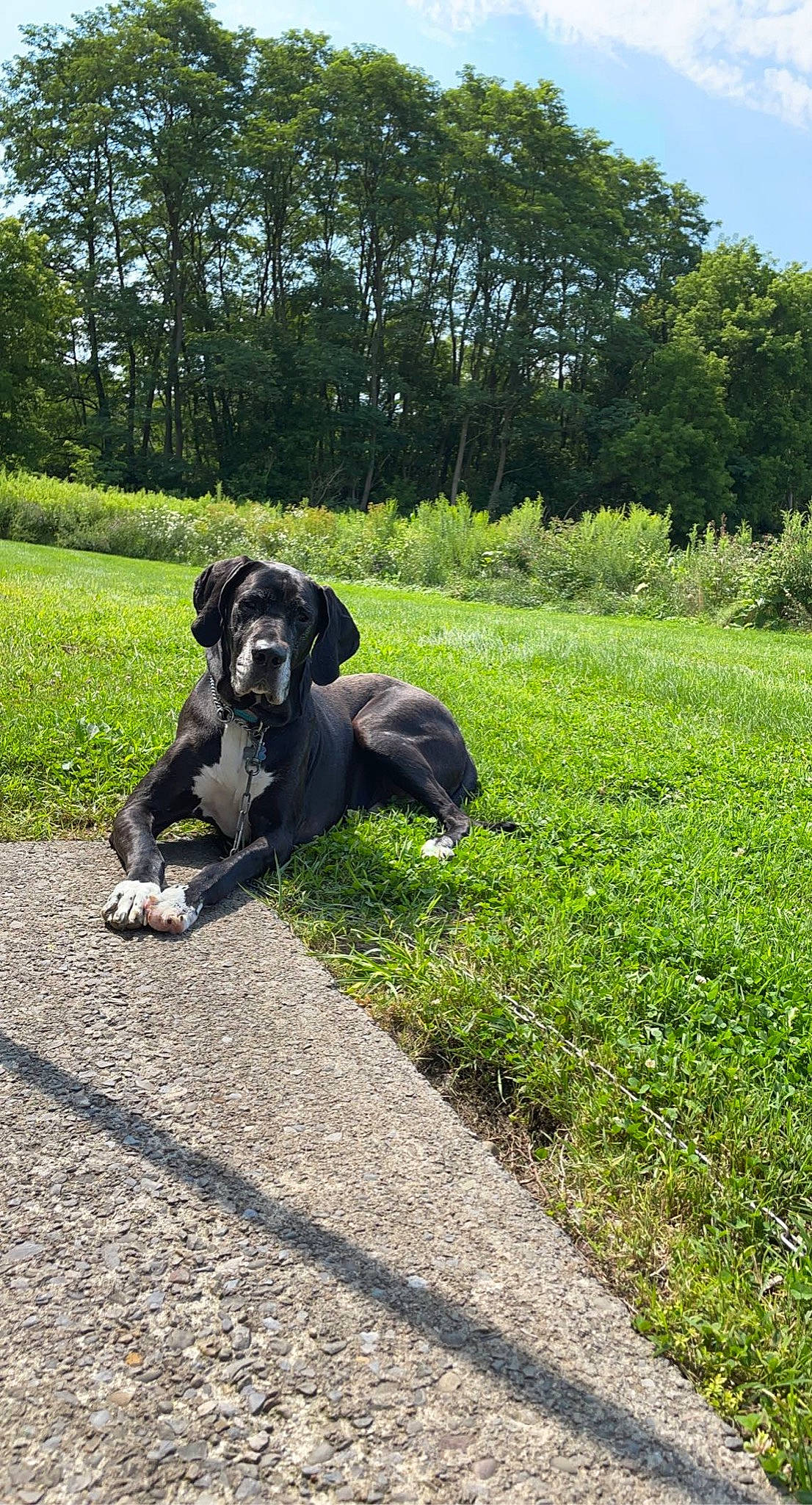 Galiyath joined the competition — help win amazing prizes! asphalt, canidae, carnivore, companion_dog, dog, dog_breed, garden, grass, grassland, groundcover, landscape, leisure, plant, shrub, sitting, sky, sporting_group, tail, tree, working_animal