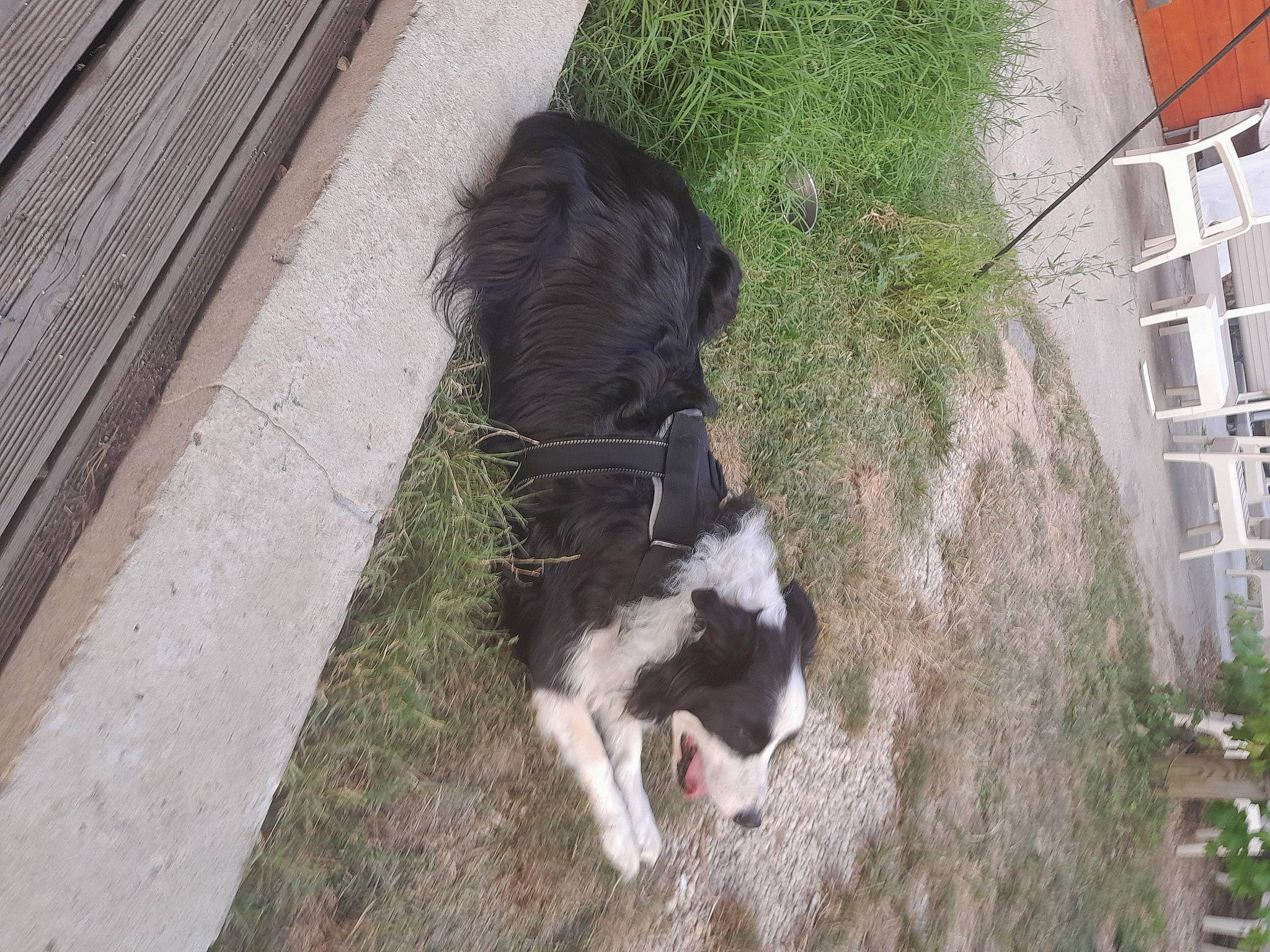 Iron a rejoint le concours — aidez-le/la à gagner de superbes lots ! building, canidae, carnivore, collar, companion_dog, dog_breed, dog_collar, door, fur, grass, herding_dog, pack_animal, plant, snout, sporting_group, tail, terrestrial_animal, tree, window, working_animal