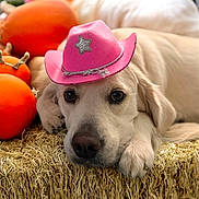 Chloe is registered to the contest to win money with this photo: dog, golden_retriever, puppy, pink_cowboy_hat, pumpkins, straw, fall, autumn, cute, animal, pet, lying_down, close_up, soft_light, indoors, decor, festive, hat, portrait, resting