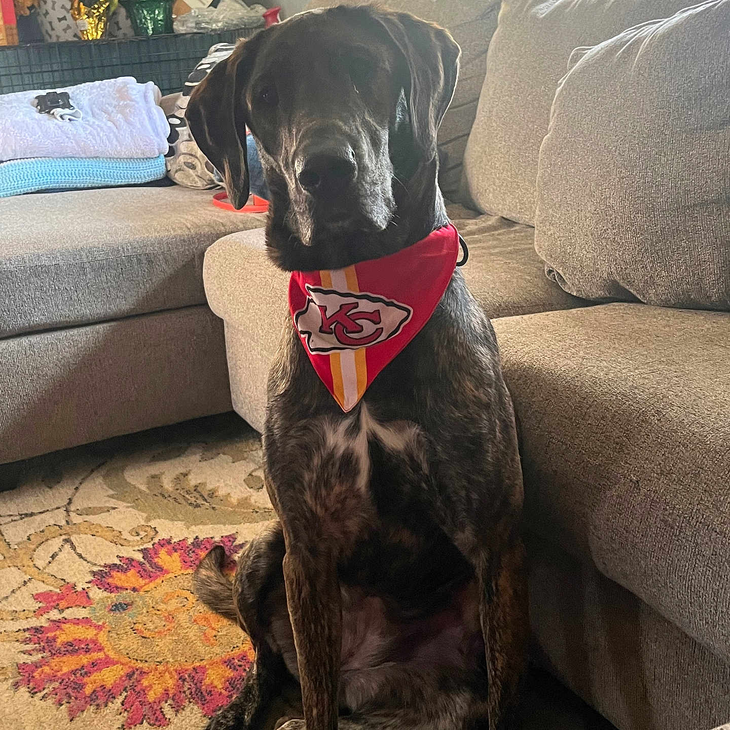 Lainey is registered to the contest to win money with this photo: attentive, bandana, brindle, canine, companion, couch, cozy, decor, dog, domestic_animal, furniture, household, indoor, kansas_city_chiefs, living_room, natural_light, pet, red_bandana, rug, sitting