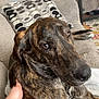 Lainey is registered to the contest to win money with this photo: dog, brindle, pet, couch, blanket, hand, indoor, living_room, furniture, pillow, comfort, relaxation, brown, white, fur, canine, animal, home, cozy, looking_up