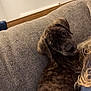 Lainey is registered to the contest to win money with this photo: puppy, dog, brindle, couch, sofa, indoor, pet, curly_hair, person_partial, gray, fur, looking, cozy, relaxed, closeup, home, texture, seated, companion, friendly