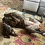 dog, brindle, lying_down, upside_down, carpet, indoor, living_room, furniture, couch, ottoman, pet, playful, relaxed, animal, canine, floor, ears, paw, home, domestic