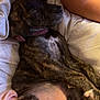 puppy, dog, sleeping, brindle, bed, blanket, tattoo, arm, collar, cozy, indoor, resting, cute, pet, fur, paw, snuggle, relaxed, comfort, young
