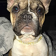 Crosby is registered to the contest to win money with this photo: animal, blanket, brown, canine, close_up, collar, companion, cute, dog, domestic, ears, face, french_bulldog, fur, indoor, necklace, pet, portrait, sitting, white