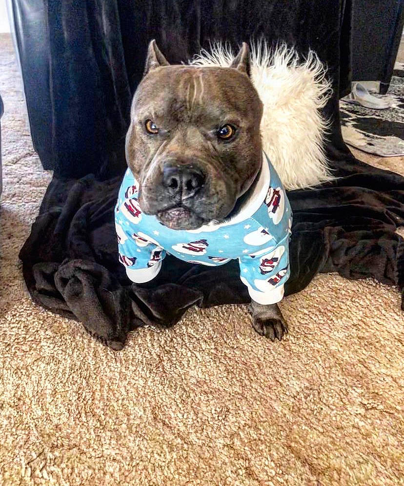 Magic is registered to the contest to win money with this photo: canidae, carnivore, collar, companion_dog, dog, dog_breed, dog_clothes, dog_collar, dog_supply, electric_blue, fawn, guard_dog, leash, molosser, non_sporting_group, schnauzer, snout, sporting_group, working_animal, working_dog