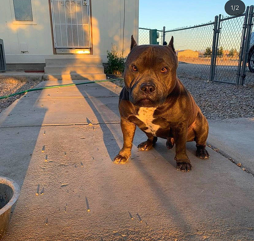 Magic is registered to the contest to win money with this photo: asphalt, carnivore, companion_dog, dog, dog_breed, door, fawn, fence, liver, metal, plant, road, road_surface, sky, snout, street, tar, terrestrial_animal, wheel, window