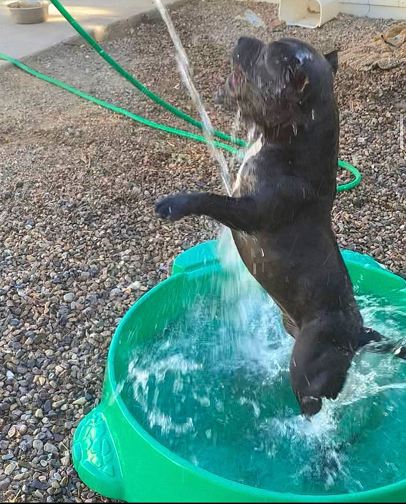 Magic joined the competition — help win amazing prizes! animal_sports, canidae, carnivore, dog, dog_breed, dog_sports, fun, grass, green, harbor_seal, leisure, liquid, marine_mammal, recreation, seal, soil, tail, terrestrial_animal, water, working_animal